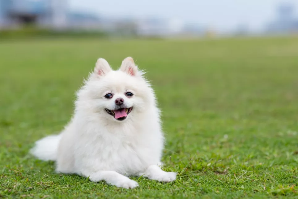 Hvid Pomeranian ligger i græsset