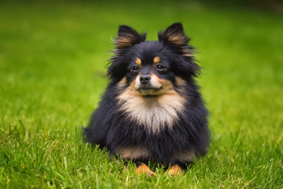 Lille sort og brun Pomeranian ligger og slapper af i græsset