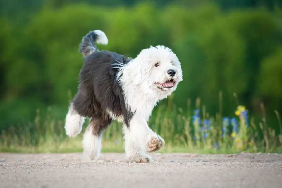 Old English Sheepdog lunter afsted