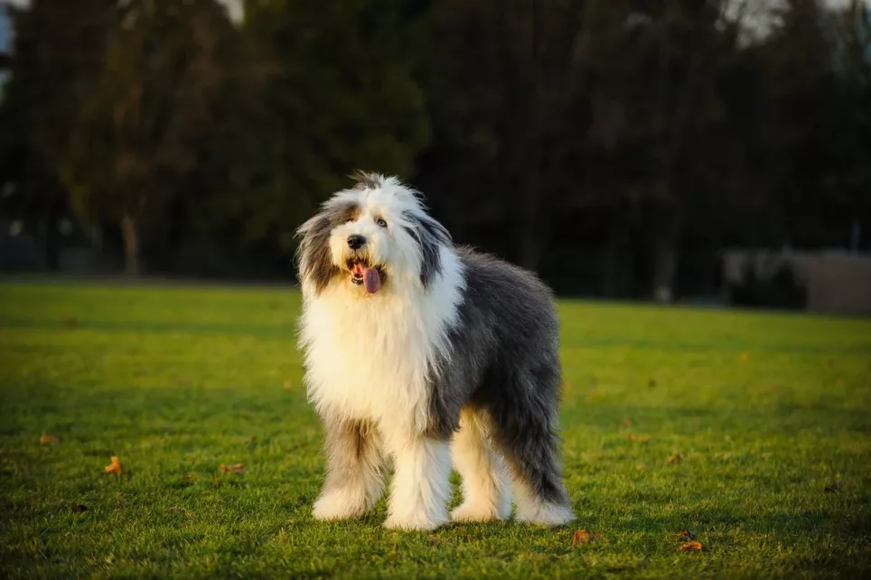 Old English Sheepdog står på græsset med tungen ude af munden