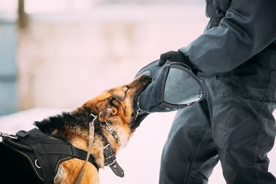 Politihund (Schæferhund) træner med sin ejer