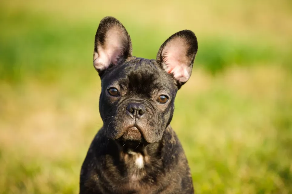Portrætbillede af en Fransk bulldog
