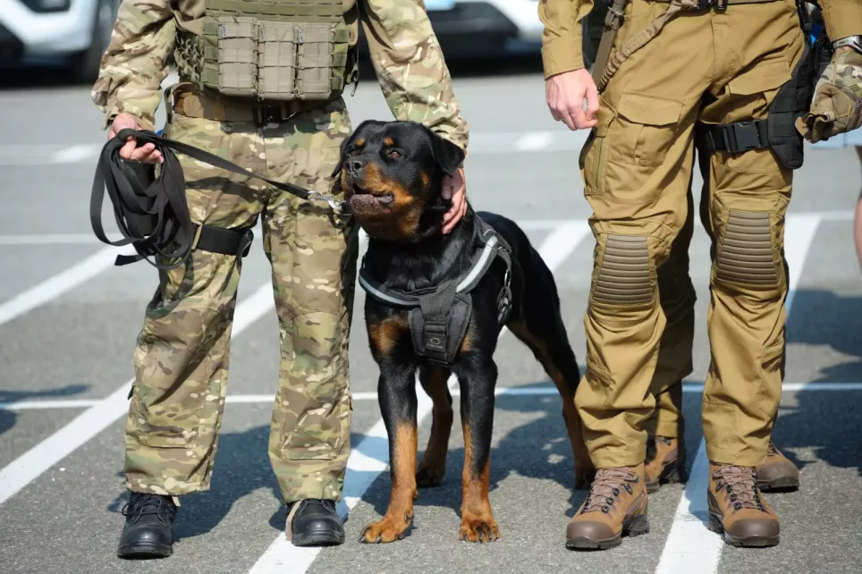 Rottweiler som militærhund