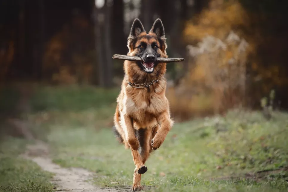 Schæferhund løber med en pind i munden