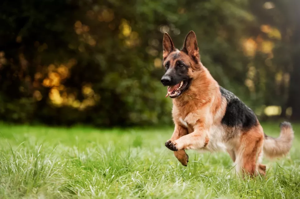 Schæferhund løber på græsset