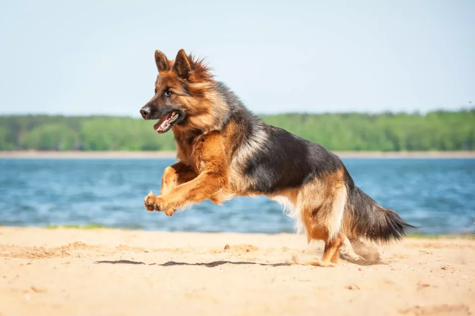 Smuk langhåret schæferhund leger i sandet ved vandet