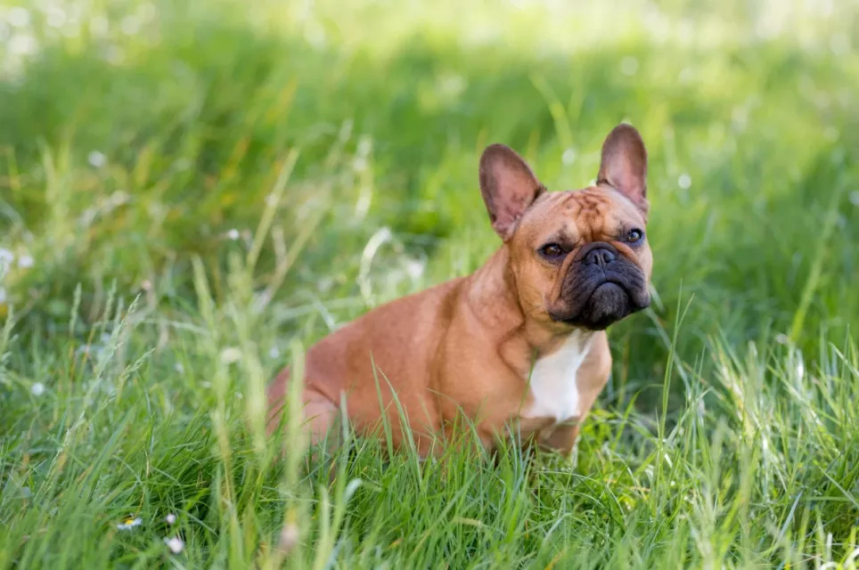 Sød Fransk bulldog hygger sig i græsset