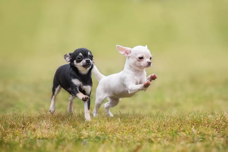 To glade korthårede Chihuahuas hopper og springer i græsset