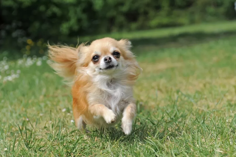 Vældig sød Chihuahua løber rundt i græsset