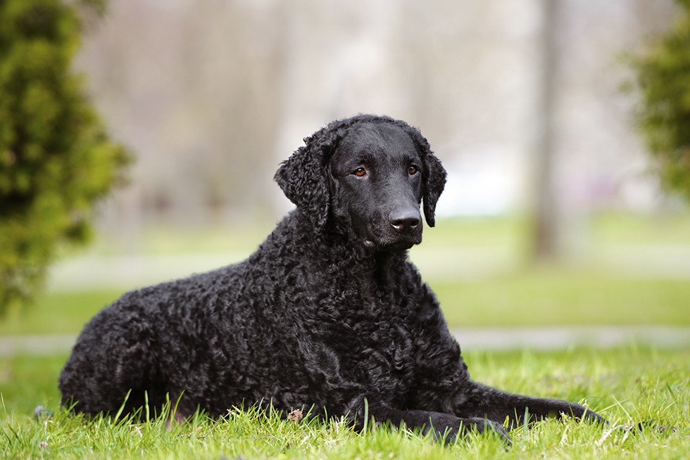 Curly coated retriever En robust hund der egner sig til alle aktiviteter