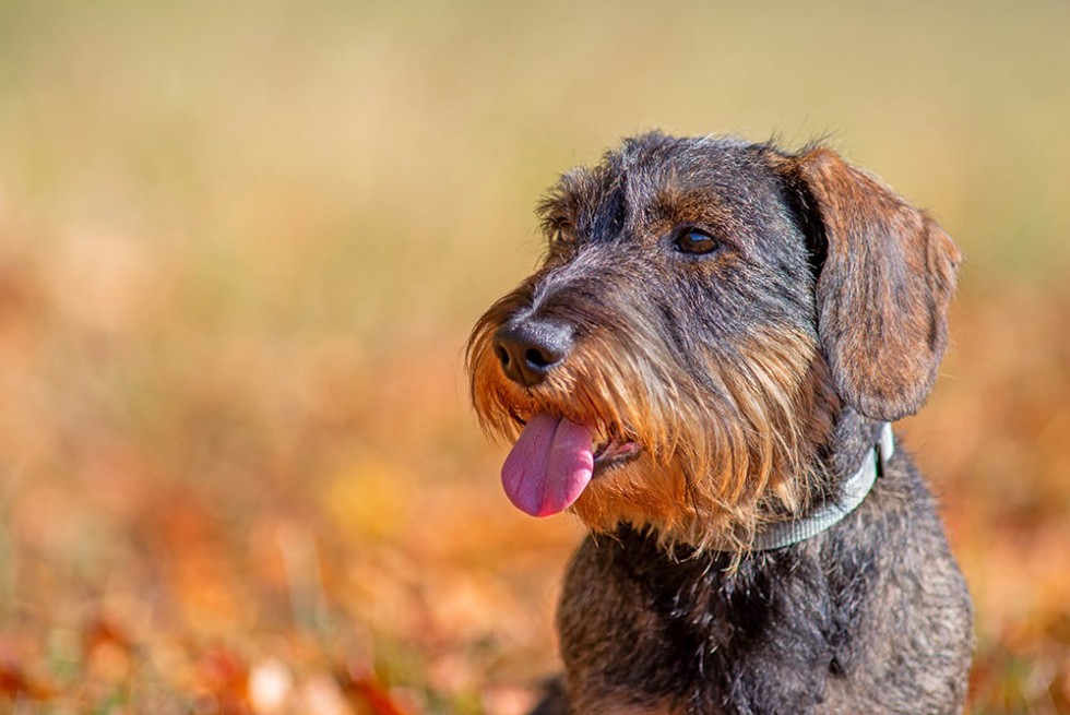 Ruhåret gravhund