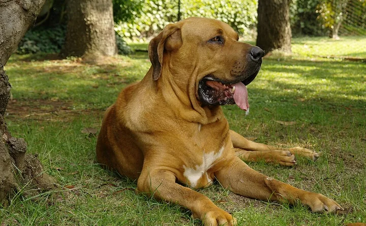 Illustrativt racefoto: Fila brasileiro