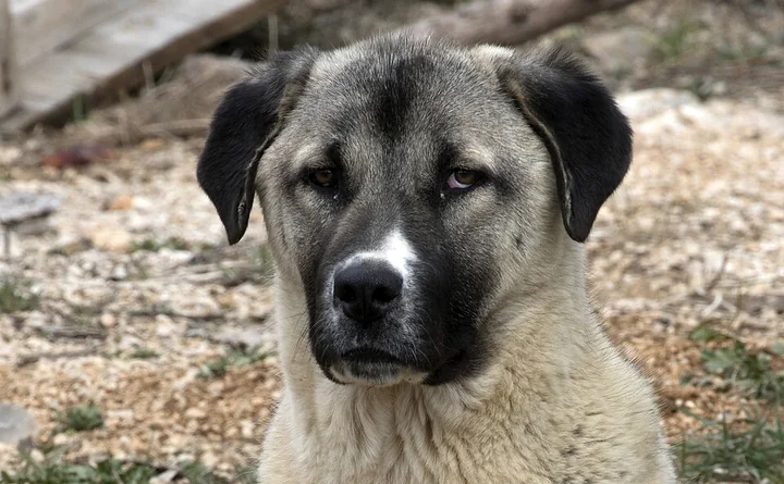 Illustrativt racefoto: Kangal
