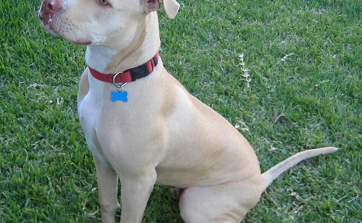 Illustrativt racefoto: Pitbull terrier