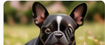 Fransk Bulldog