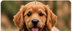 Cocker Spaniel