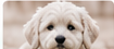 Bichon Havanais