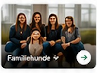 Hunde sammen udendørs